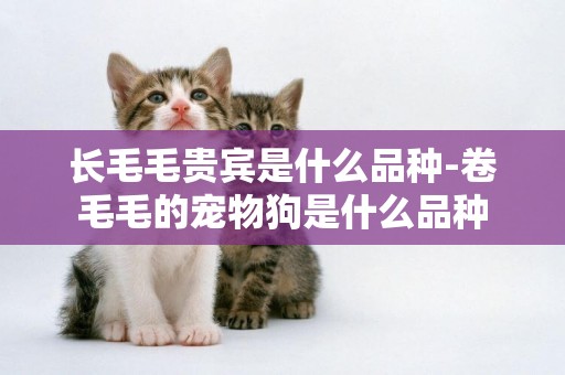 長毛毛貴賓是什么品種-卷毛毛的寵物狗是什么品種