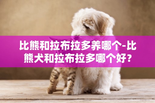 比熊和拉布拉多養哪個-比熊犬和拉布拉多哪個好？
