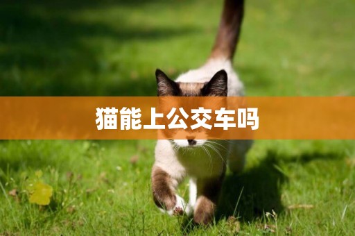 貓能上公交車嗎