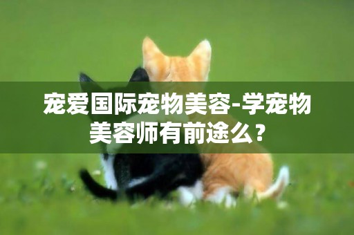寵愛國際寵物美容-學寵物美容師有前途么？