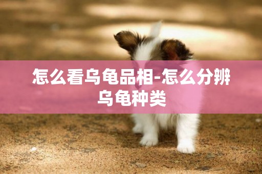 怎么看烏龜品相-怎么分辨烏龜種類