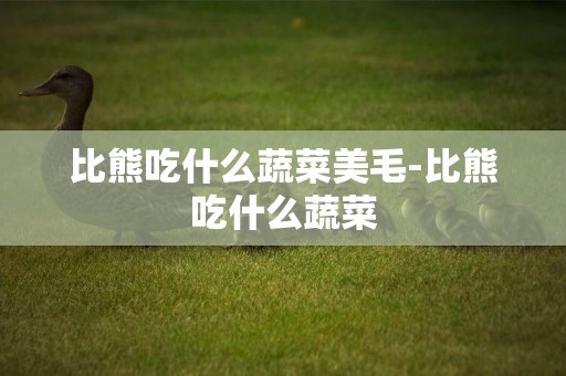 比熊吃什么蔬菜美毛-比熊吃什么蔬菜