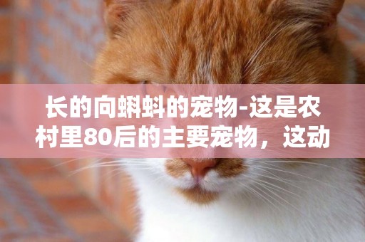 長的向蝌蚪的寵物-這是農村里80后的主要寵物，這動物叫什么名字......