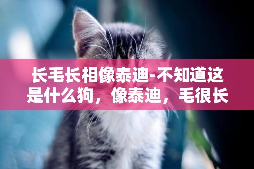 長毛長相像泰迪-不知道這是什么狗，像泰迪，毛很長