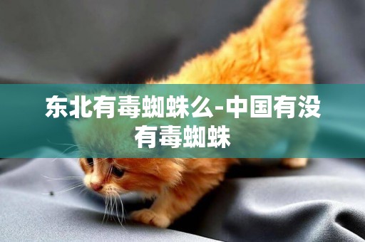 東北有毒蜘蛛么-中國有沒有毒蜘蛛