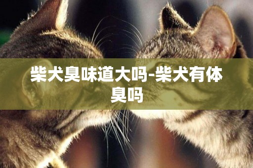 柴犬臭味道大嗎-柴犬有體臭嗎