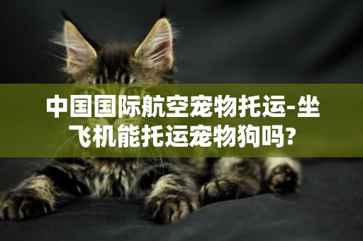 中國國際航空寵物托運-坐飛機能托運寵物狗嗎?