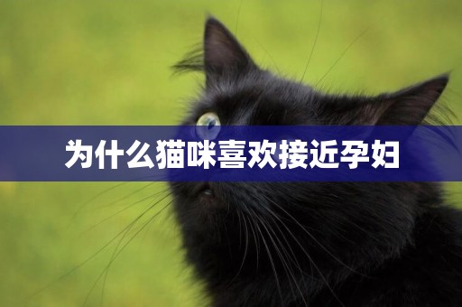 為什么貓咪喜歡接近孕婦