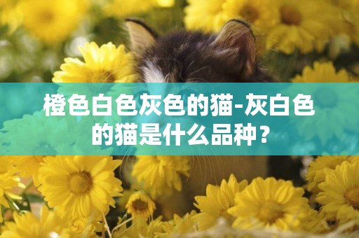 橙色白色灰色的貓-灰白色的貓是什么品種？