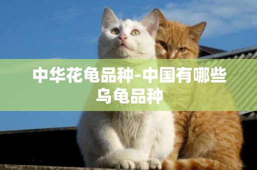 中華花龜品種-中國有哪些烏龜品種