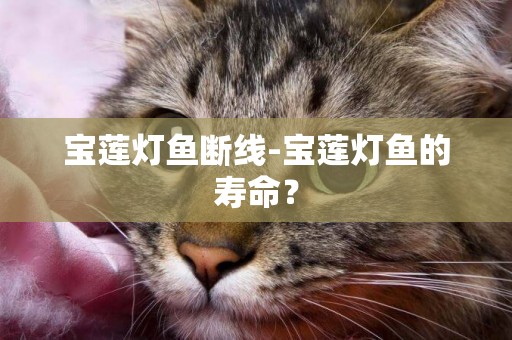 寶蓮燈魚斷線-寶蓮燈魚的壽命？