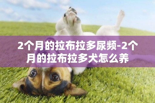 2個月的拉布拉多尿頻-2個月的拉布拉多犬怎么養