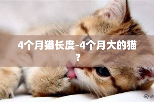 4個月貓長度-4個月大的貓？