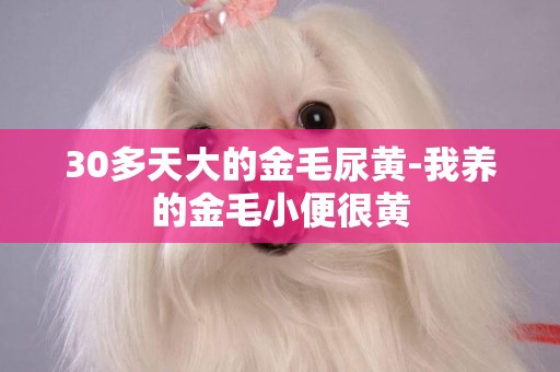 30多天大的金毛尿黃-我養的金毛小便很黃