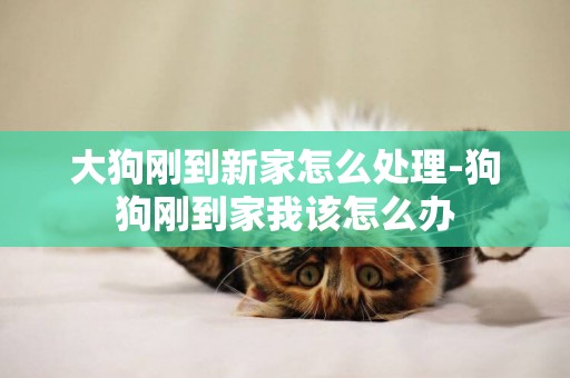 大狗剛到新家怎么處理-狗狗剛到家我該怎么辦