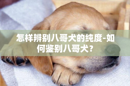 怎樣辨別八哥犬的純度-如何鑒別八哥犬？