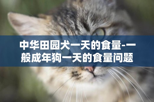 中華田園犬一天的食量-一般成年狗一天的食量問題