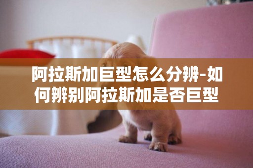 阿拉斯加巨型怎么分辨-如何辨別阿拉斯加是否巨型