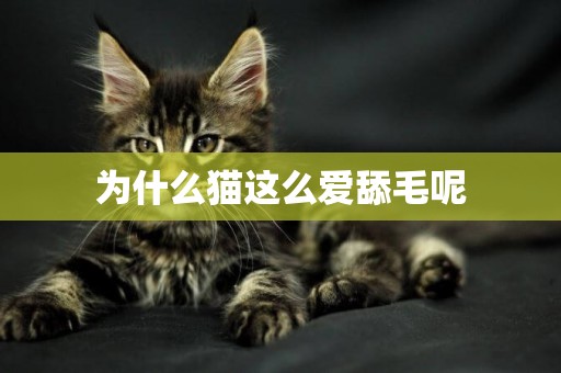 為什么貓這么愛舔毛呢