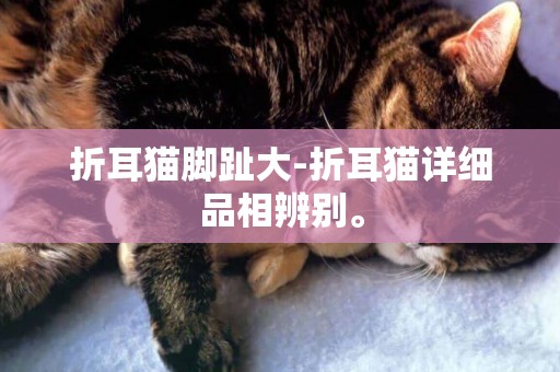 折耳貓腳趾大-折耳貓詳細品相辨別。