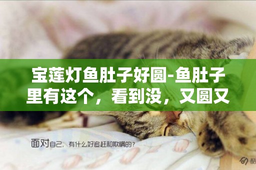 寶蓮燈魚肚子好圓-魚肚子里有這個，看到沒，又圓又大的那個，那是什么東西？？嚇死我了