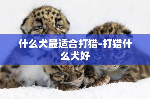 什么犬最適合打獵-打獵什么犬好