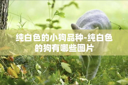 純白色的小狗品種-純白色的狗有哪些圖片