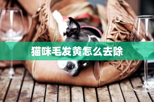 貓咪毛發黃怎么去除