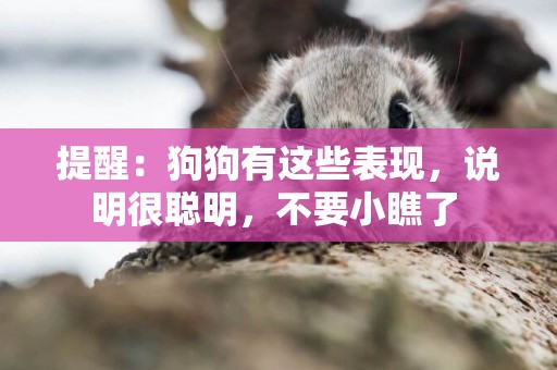 提醒：狗狗有這些表現，說明很聰明，不要小瞧了 