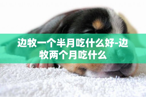 邊牧一個半月吃什么好-邊牧兩個月吃什么