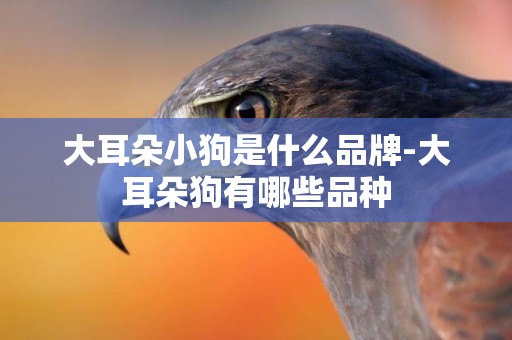 大耳朵小狗是什么品牌-大耳朵狗有哪些品種
