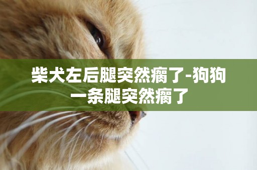柴犬左后腿突然瘸了-狗狗一條腿突然瘸了
