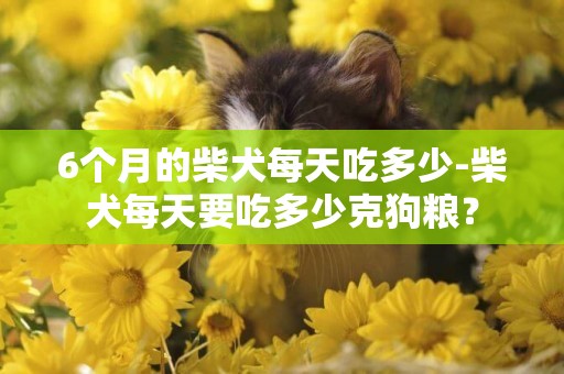 6個月的柴犬每天吃多少-柴犬每天要吃多少克狗糧？