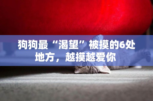 狗狗最“渴望”被摸的6處地方，越摸越愛你 