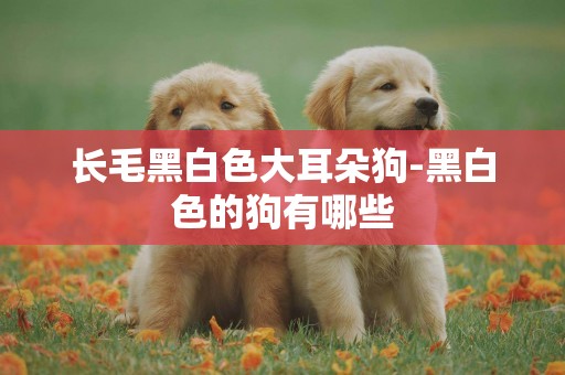 長毛黑白色大耳朵狗-黑白色的狗有哪些