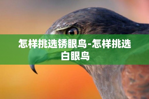 怎樣挑選銹眼鳥-怎樣挑選白眼鳥
