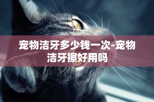 寵物潔牙多少錢一次-寵物潔牙擦好用嗎