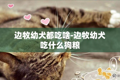 邊牧幼犬都吃啥-邊牧幼犬吃什么狗糧