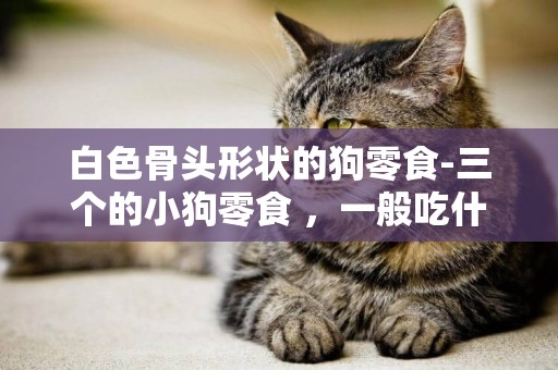 白色骨頭形狀的狗零食-三個的小狗零食 ，一般吃什么零食呢？