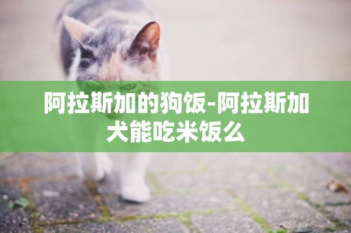 阿拉斯加的狗飯-阿拉斯加犬能吃米飯么