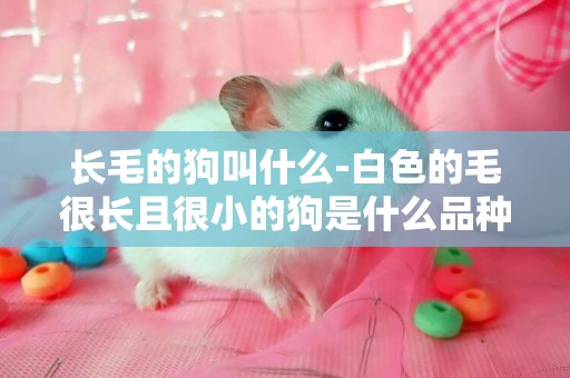 長毛的狗叫什么-白色的毛很長且很小的狗是什么品種