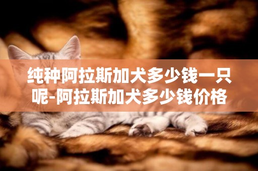純種阿拉斯加犬多少錢一只呢-阿拉斯加犬多少錢價格