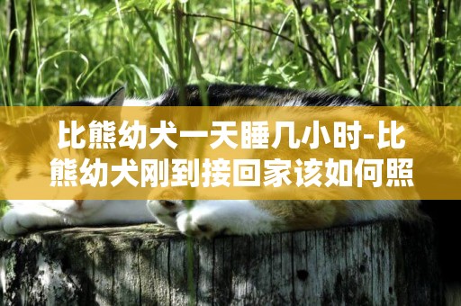 比熊幼犬一天睡幾小時-比熊幼犬剛到接回家該如何照顧