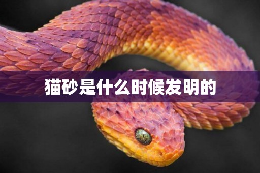 貓砂是什么時候發明的