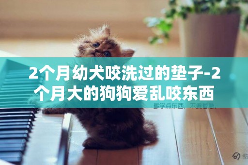 2個月幼犬咬洗過的墊子-2個月大的狗狗愛亂咬東西