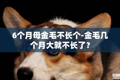 6個月母金毛不長個-金毛幾個月大就不長了？