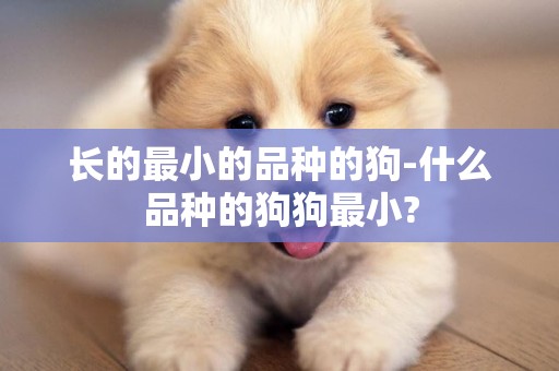 長的最小的品種的狗-什么品種的狗狗最小?