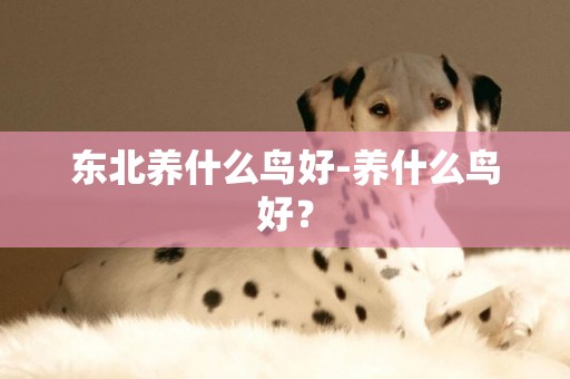 東北養什么鳥好-養什么鳥好？