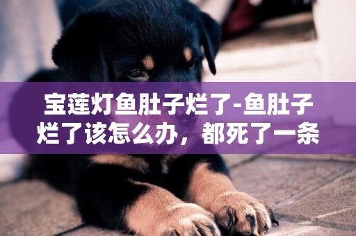 寶蓮燈魚肚子爛了-魚肚子爛了該怎么辦，都死了一條了，肚子破了自己，一開始很大后來就慢慢爛了