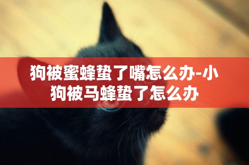 狗被蜜蜂蟄了嘴怎么辦-小狗被馬蜂蟄了怎么辦